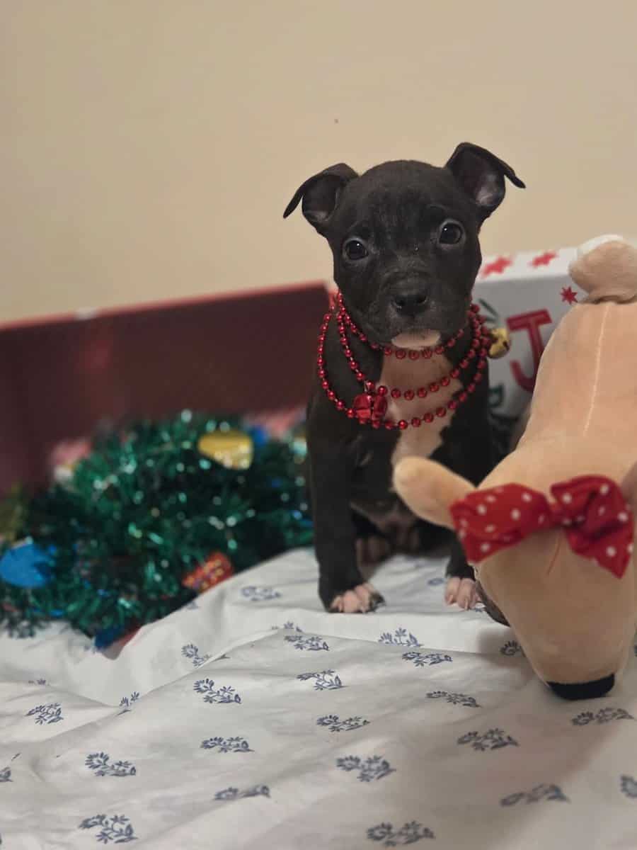 American bully puppies image 2
