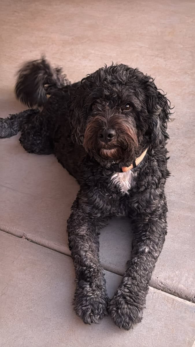 MEET BEAR 🐾 image 6