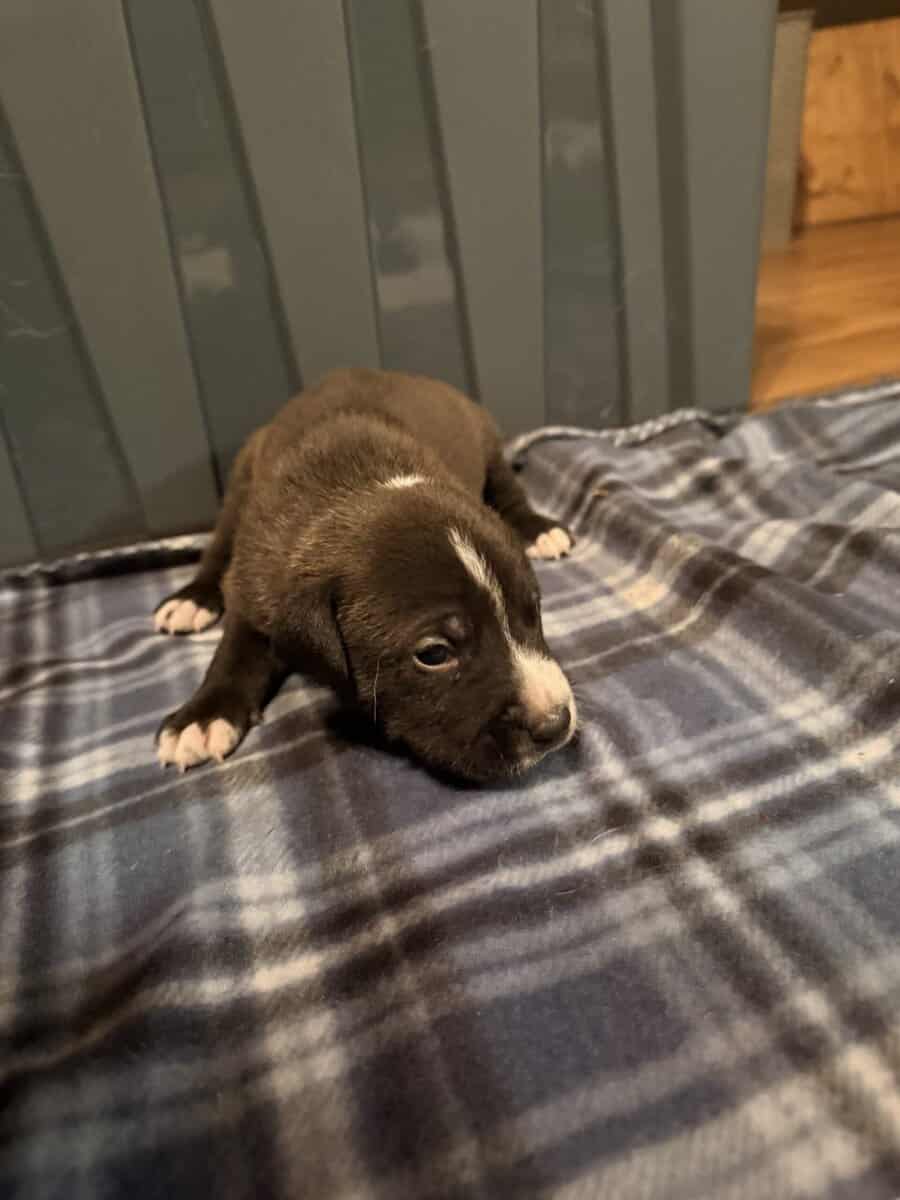 Male Puppies image 3
