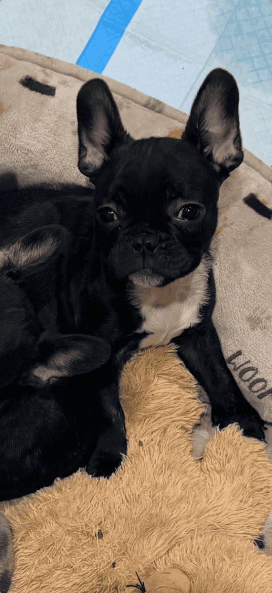 FRENCH BULLY image 5