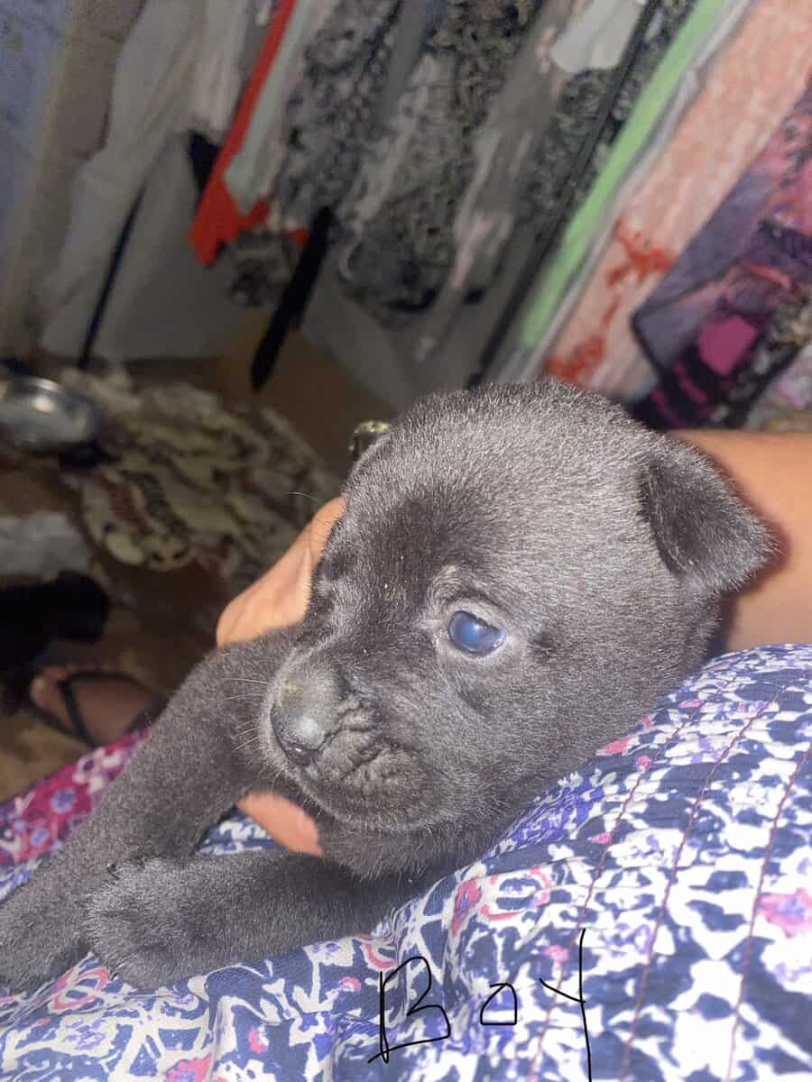 6 week old puppies image 1