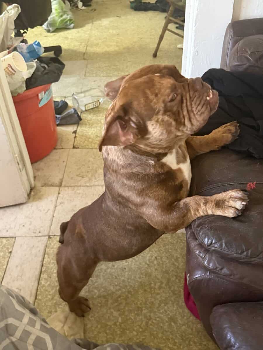 XL BULLY BREEDER FOR SALE! 1 year old image 13