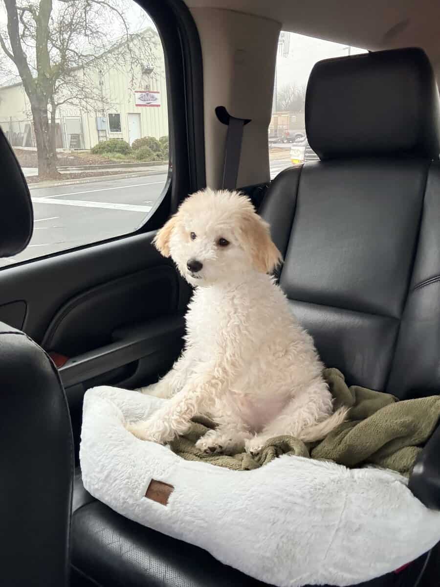 Maltipoo puppy image 3
