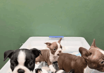 Sweet Boston Terrier puppies looking for loving