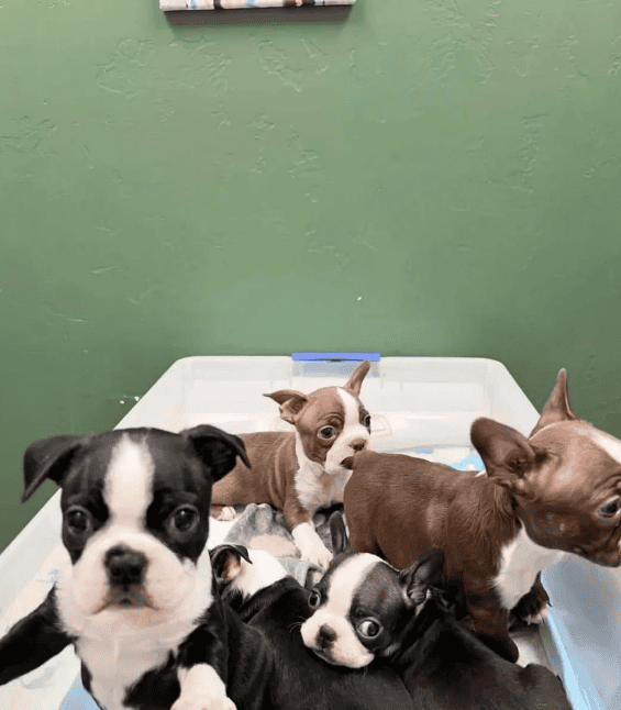 Sweet Boston Terrier puppies looking for loving image 1