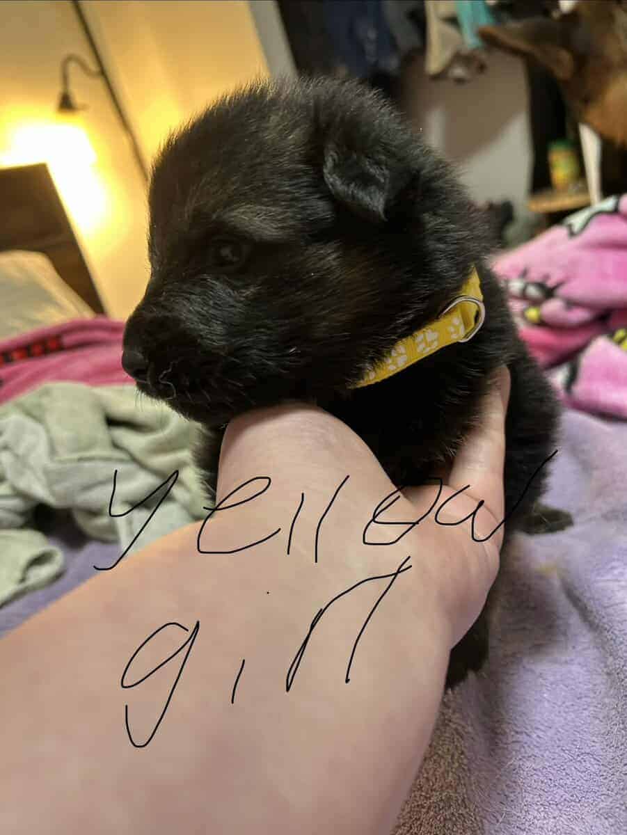 German Shepherd puppies image 2