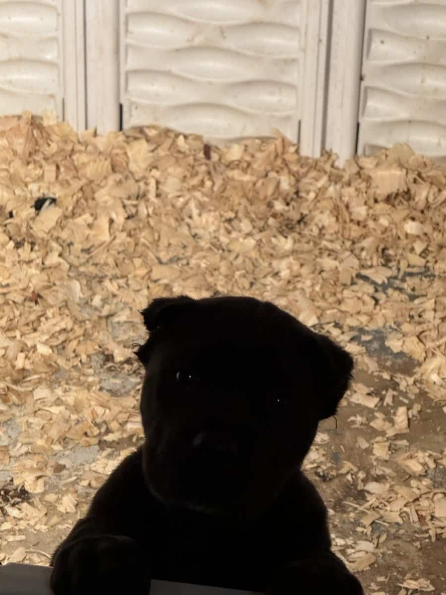 Cane Corso Pups image 3