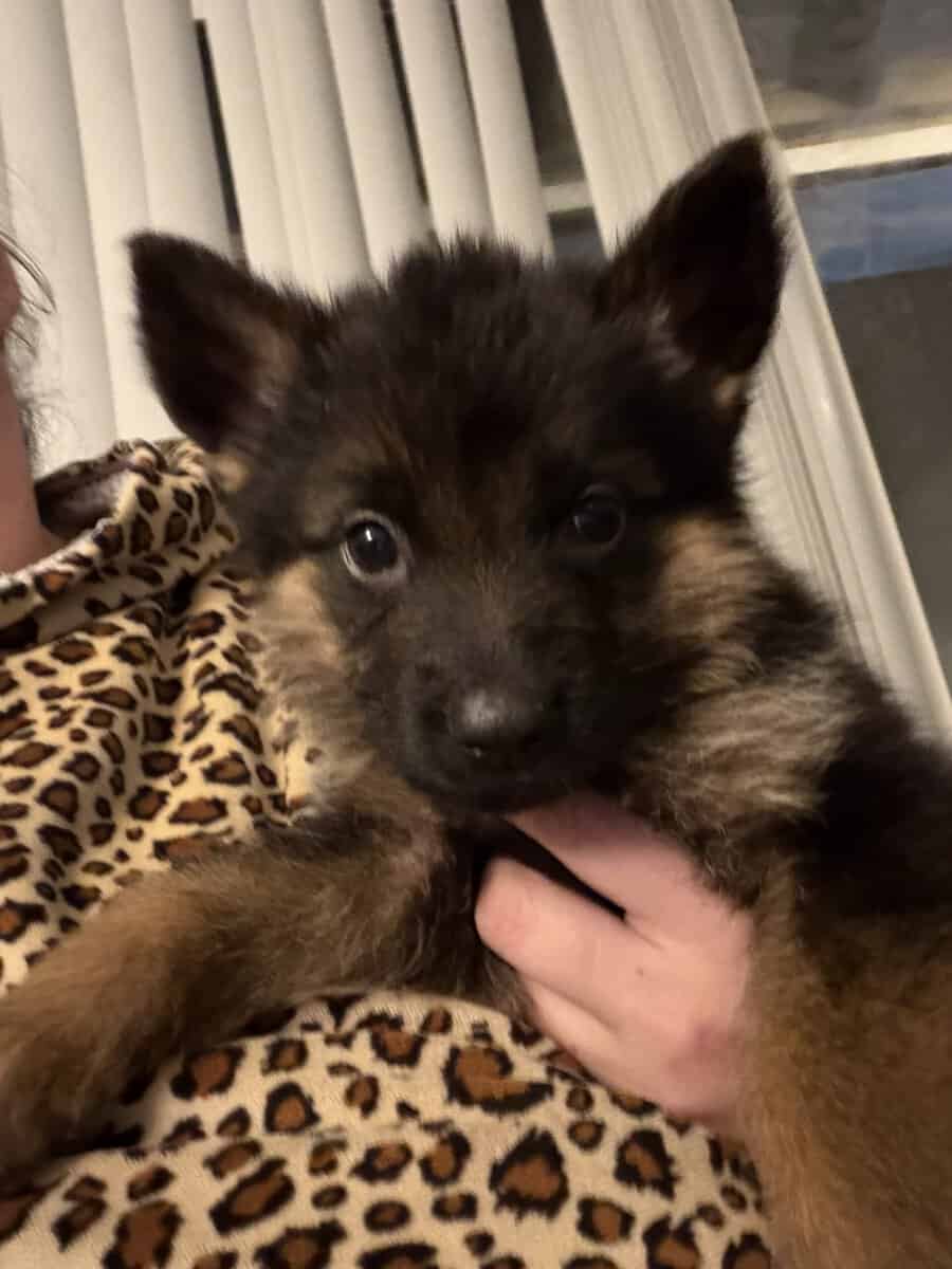 AKC purebred German Shepherd puppies image 14