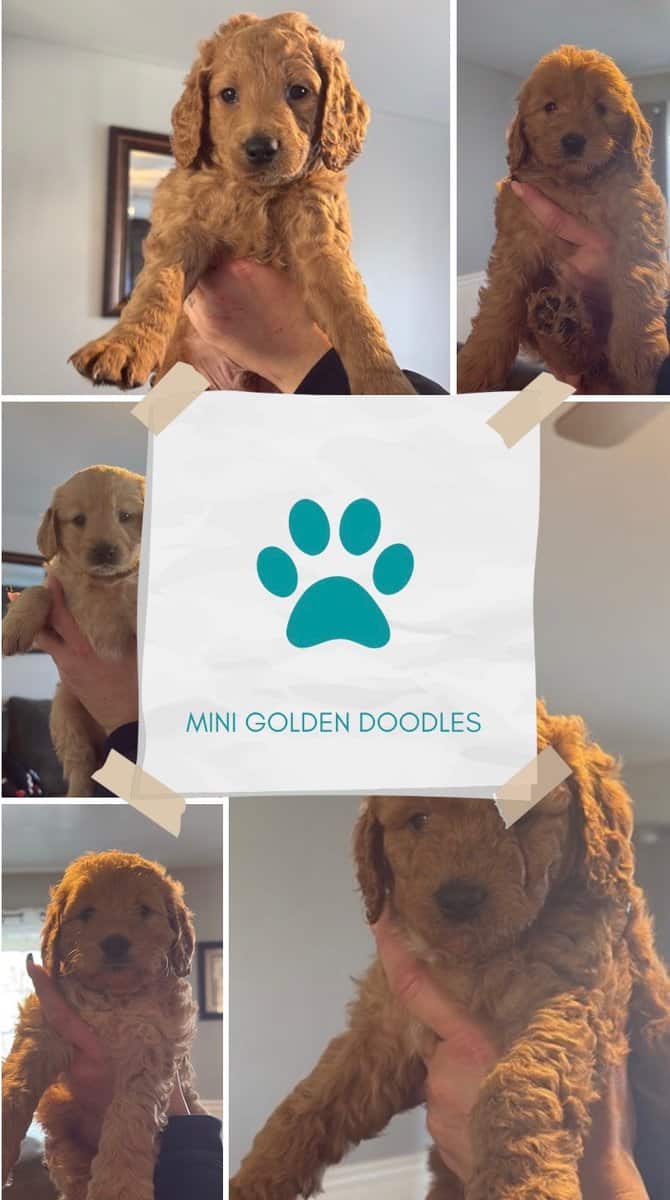 Mini golden doodle image 4