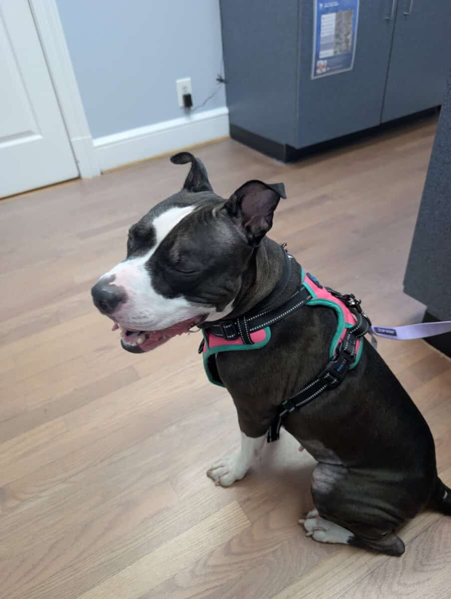 Oreo The Staffy image 3