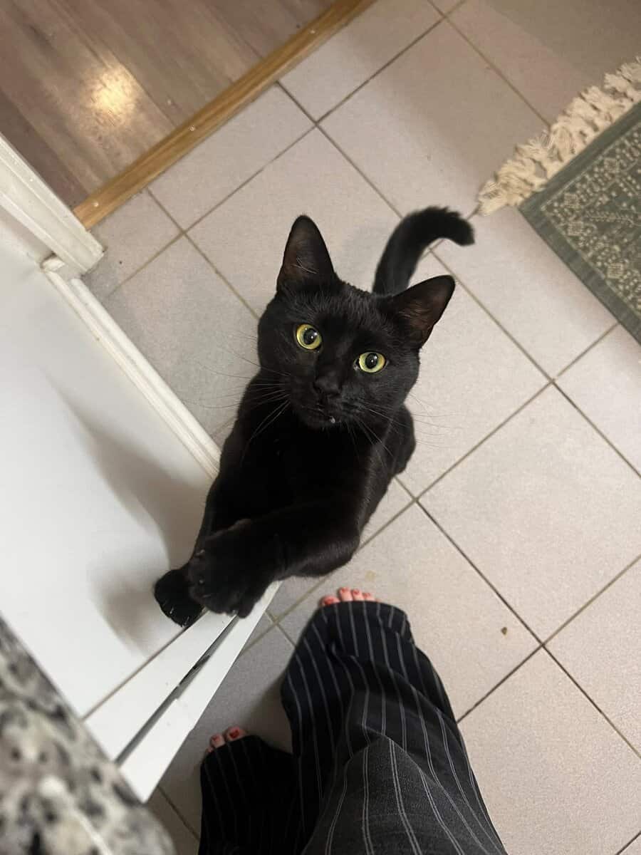 Cat for Adoption image 4
