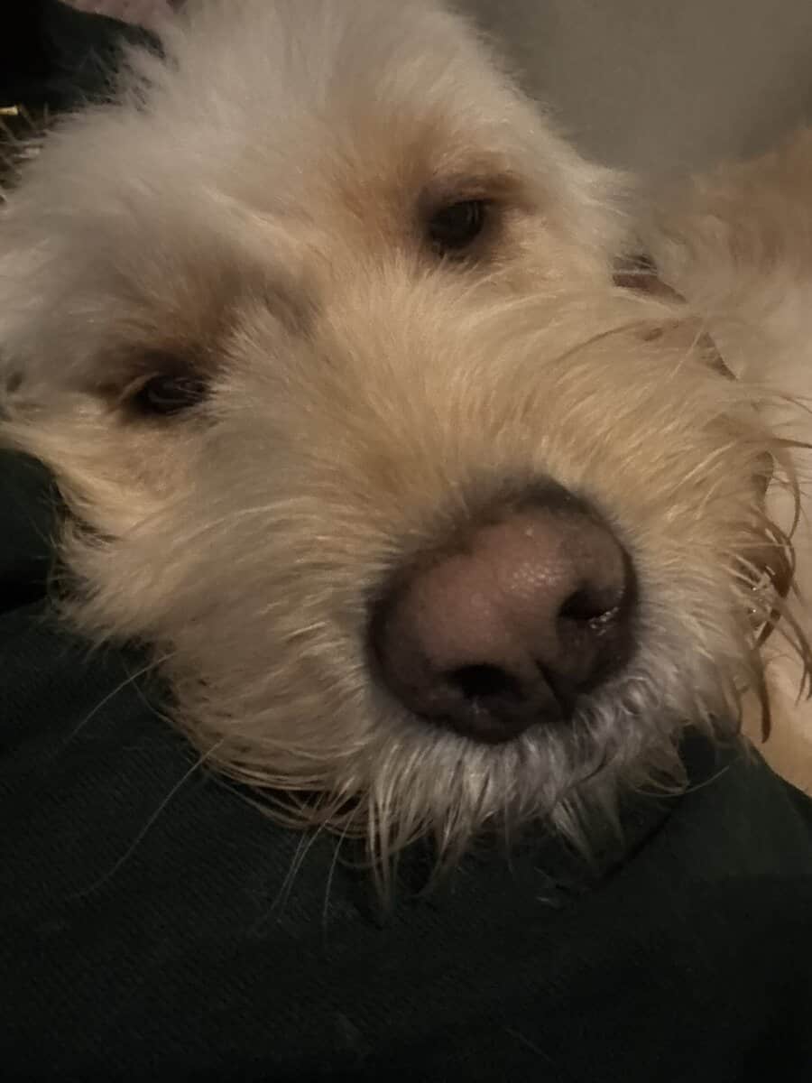 Golden doodle for sale image 3