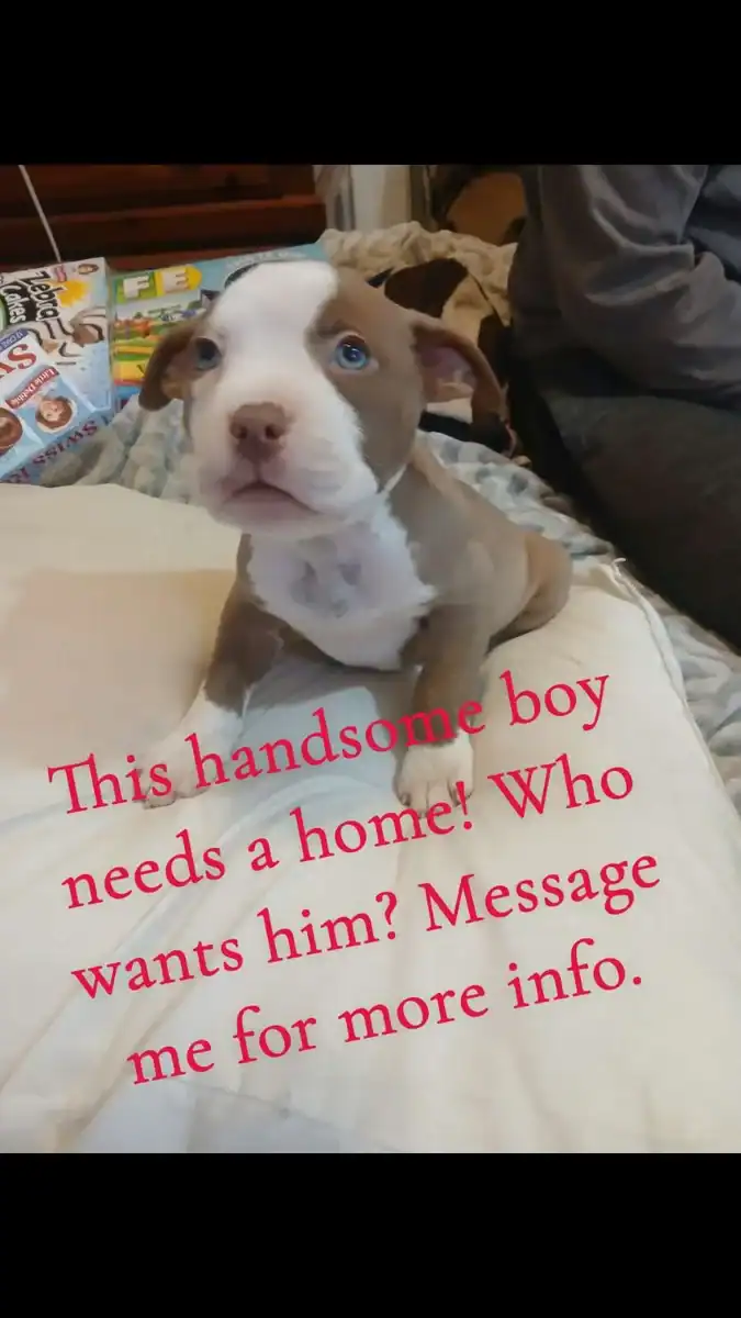 Purebred pit puppy image 2