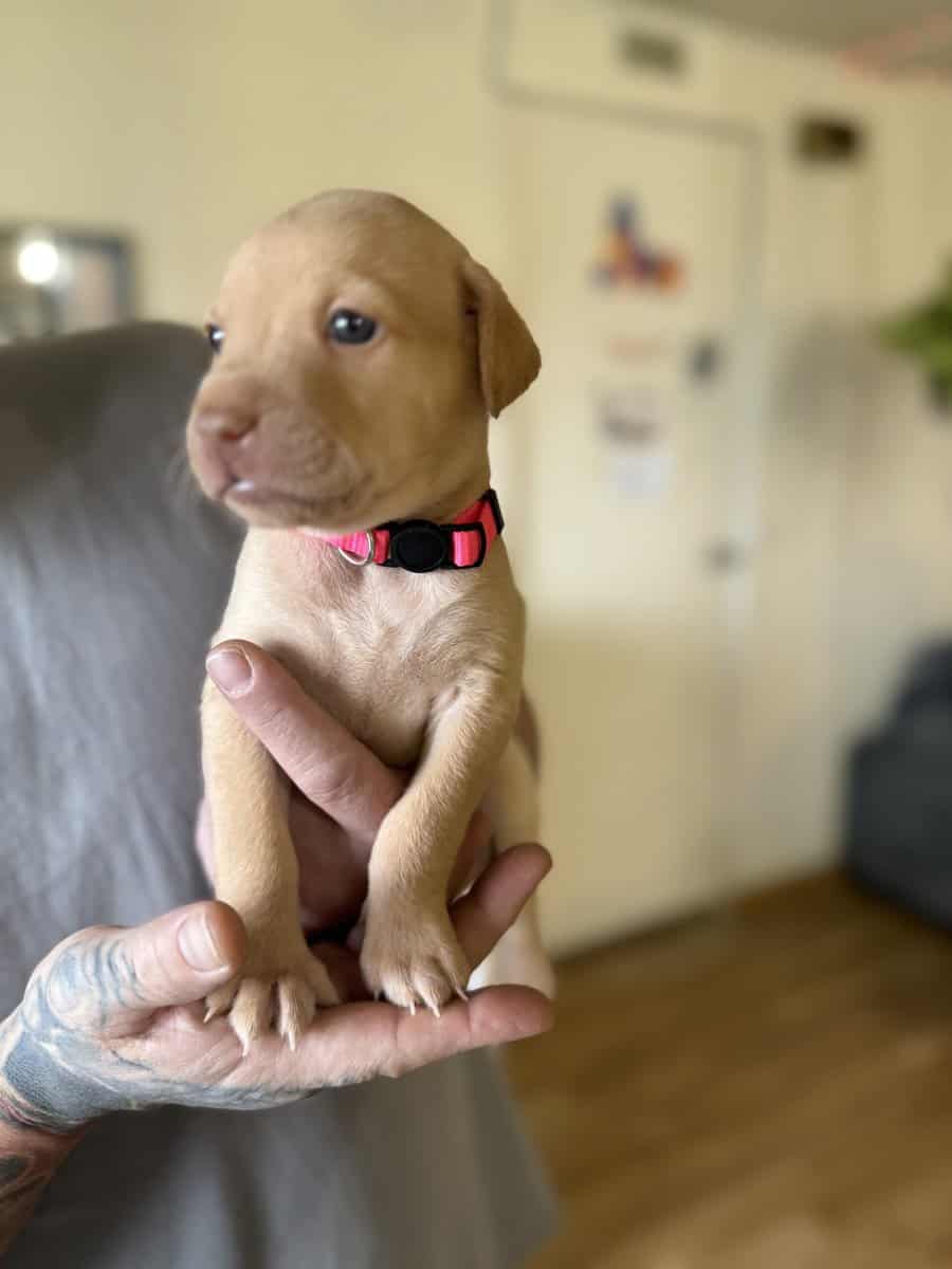 Looking for their furever homes! image 2
