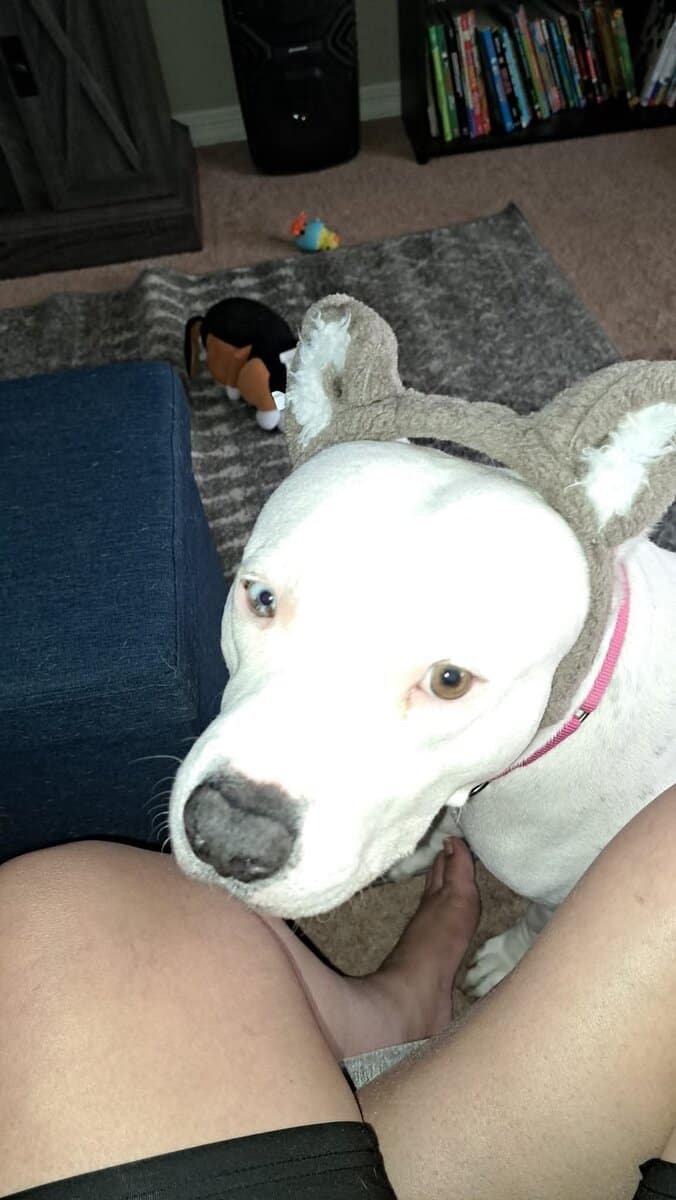 Meet Chevy, A Loving Dogo Argentino image 3
