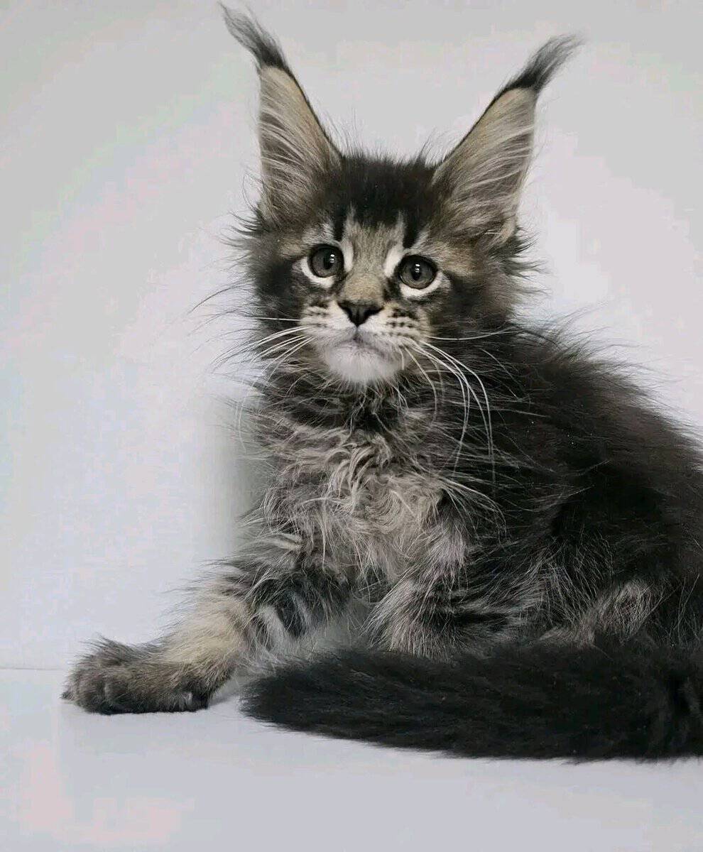 Male and female Maine Coon kitten's for adoption image 3