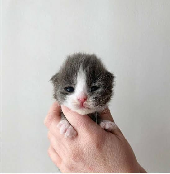 Furever Love image 12