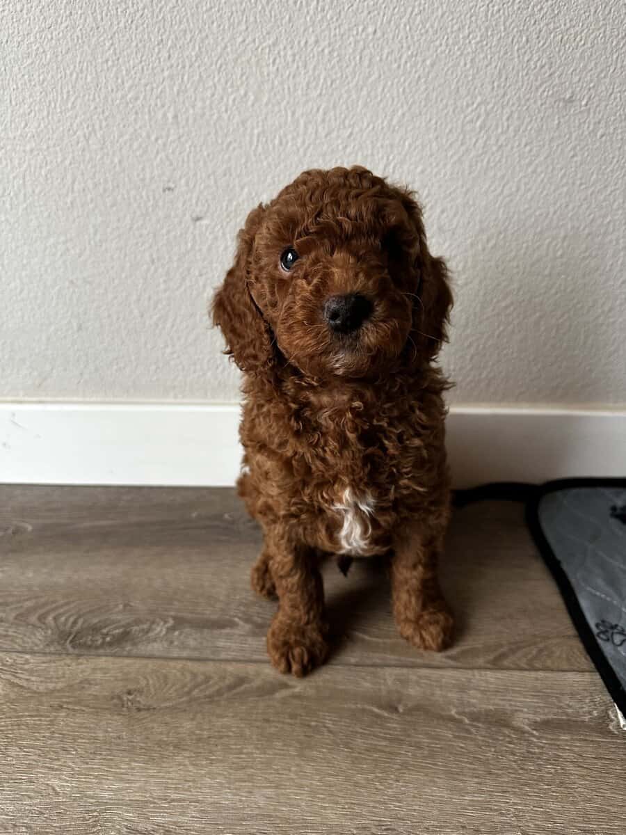 Mini goldendoodle puppies image 4