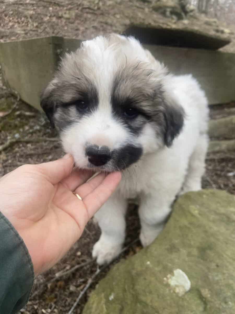 Great pyrennese puppies image 2
