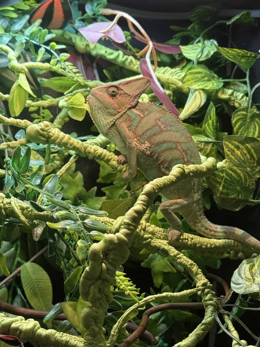 Veiled chameleon image 5