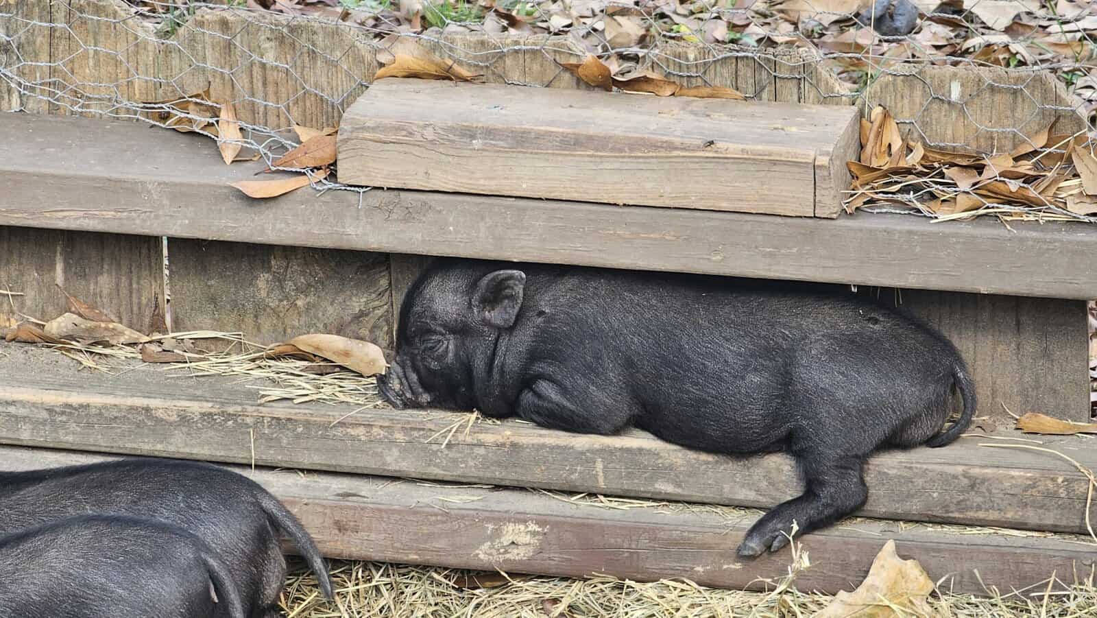 Mini Potbelly Piglets image 2