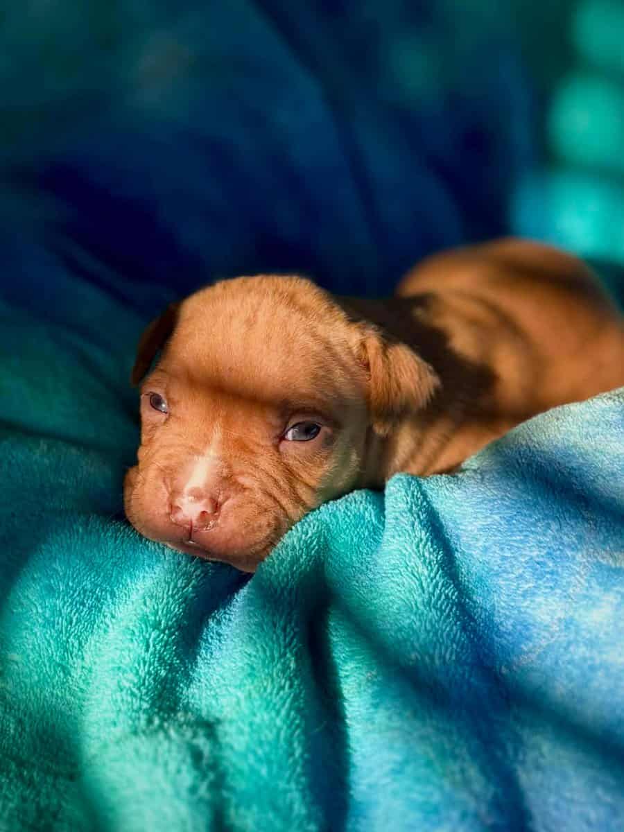 Pitbull Mastiff Babies for Valentine’s Day image 2