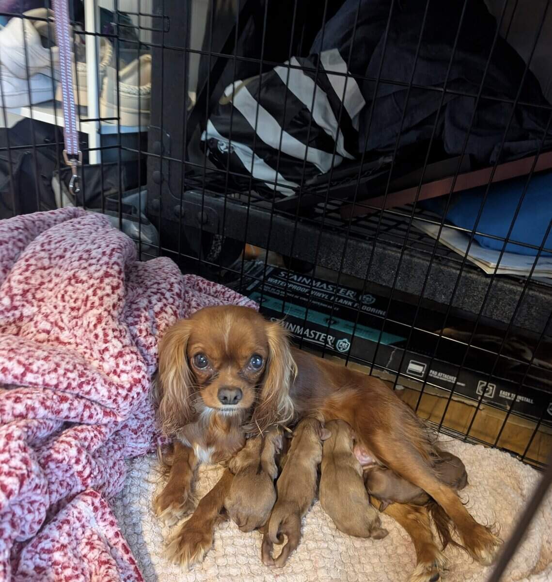 2 males 2 females puppies image 5