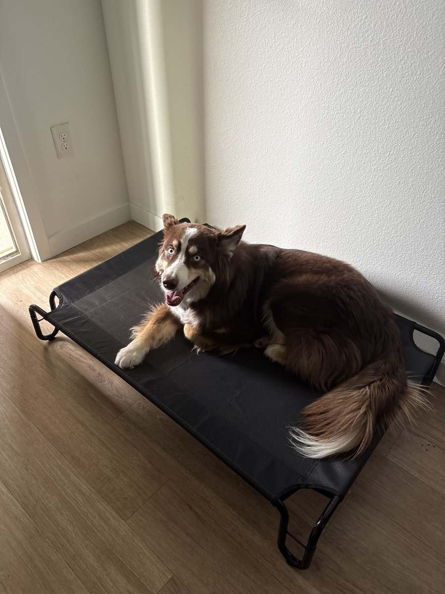 Australian Shepherd for sale image 2