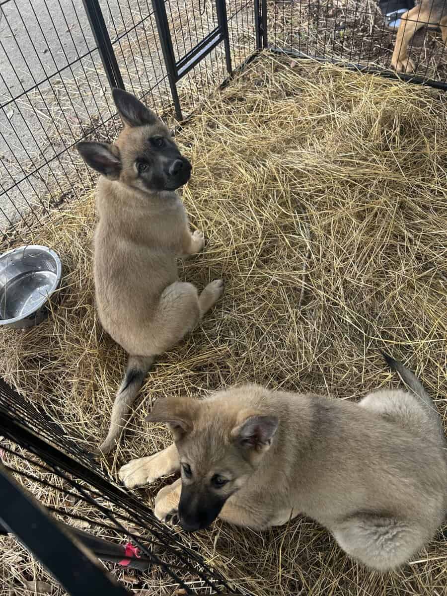 German Shepherd Puppies image 2