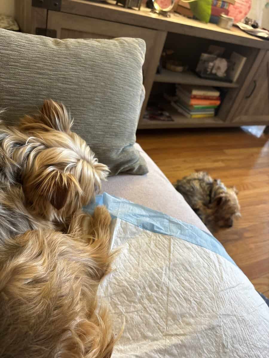 Amazing Bonded Yorkie brother image 10