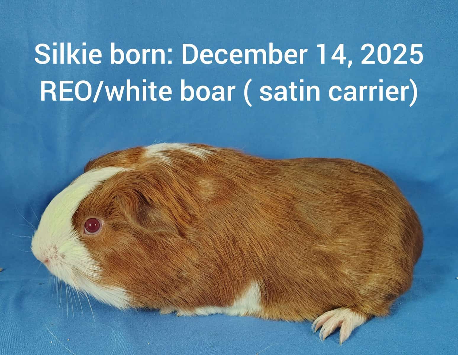 Guineapigs image 3