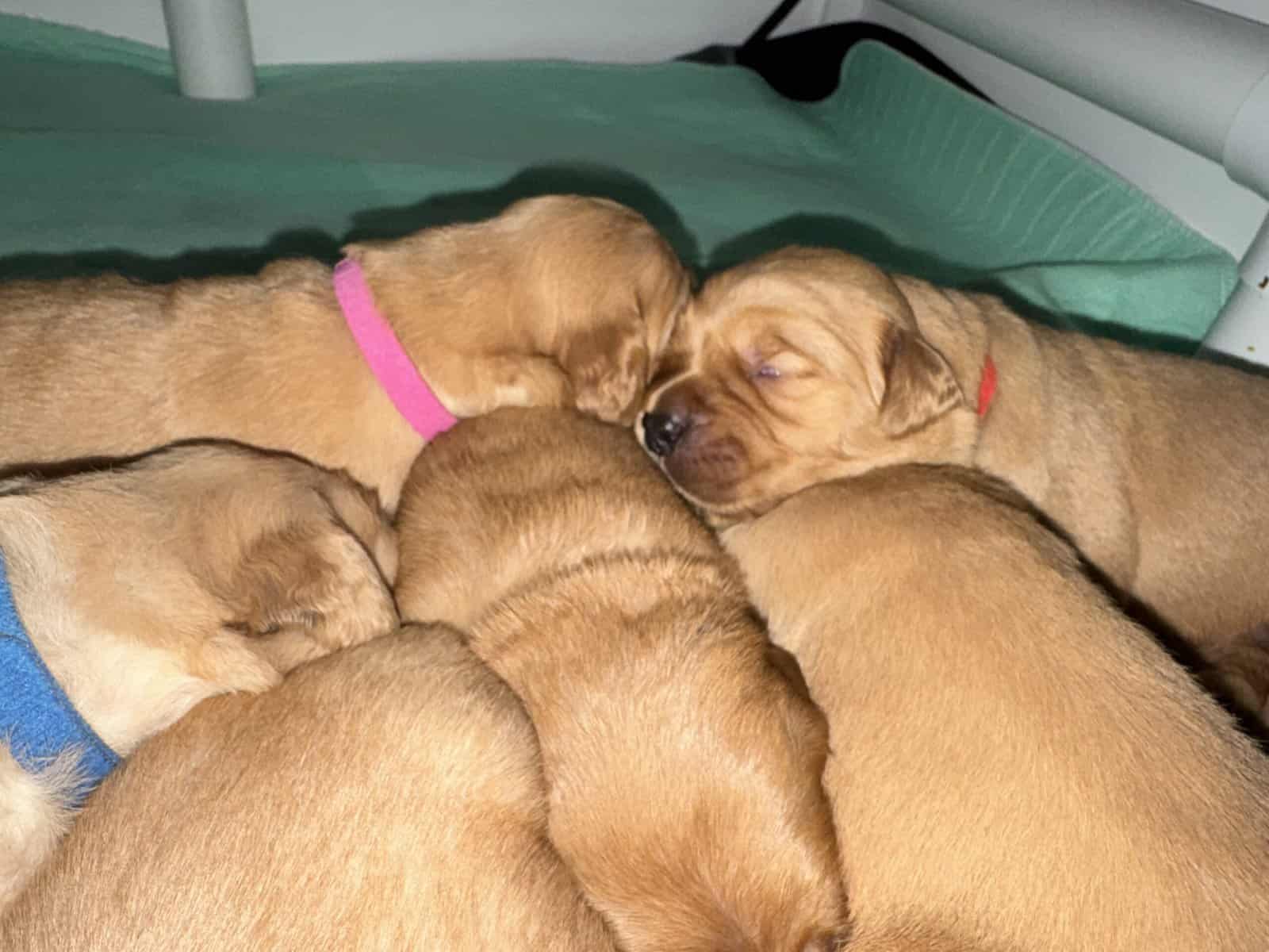 Golden retriever Puppies (RED/TRUE GOLD MIX) image 2