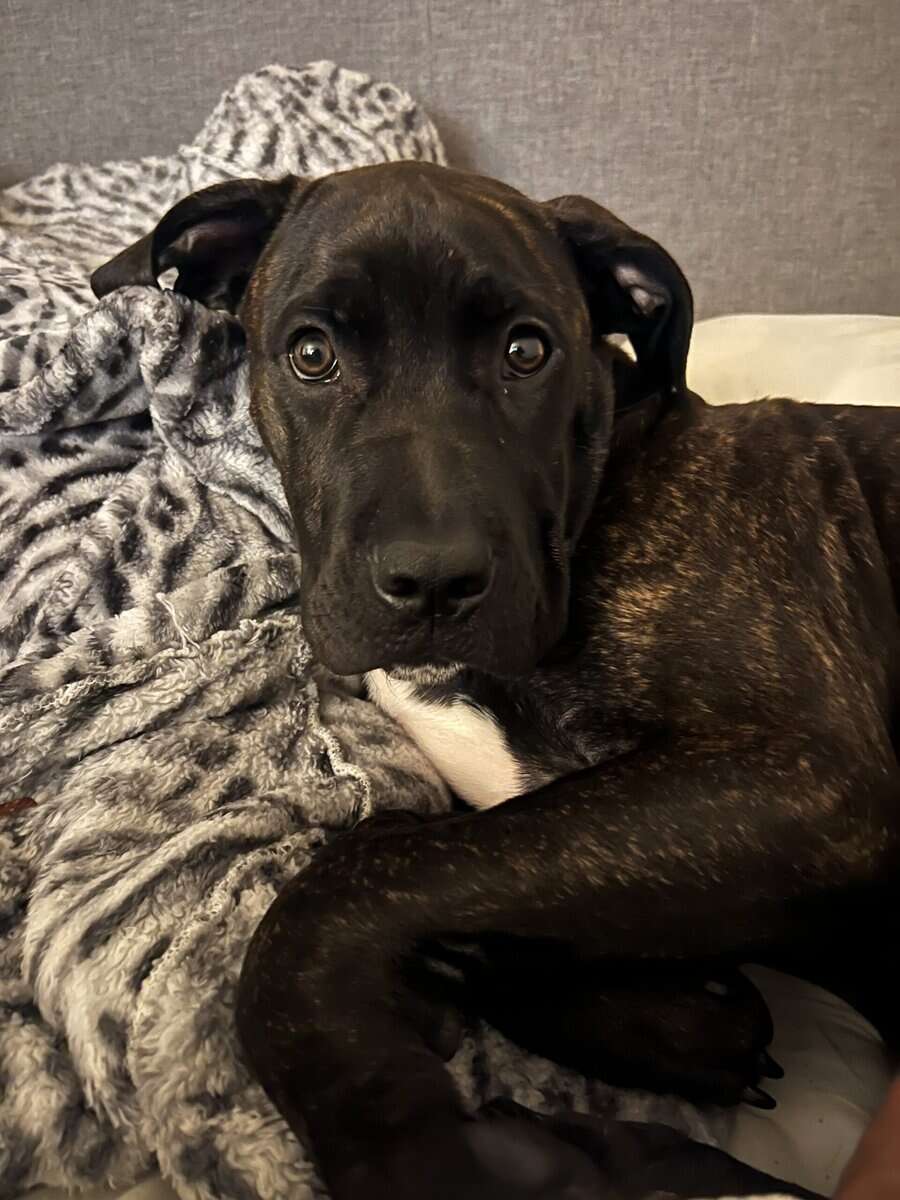 9 month old puppy need rehome ASAP image 4