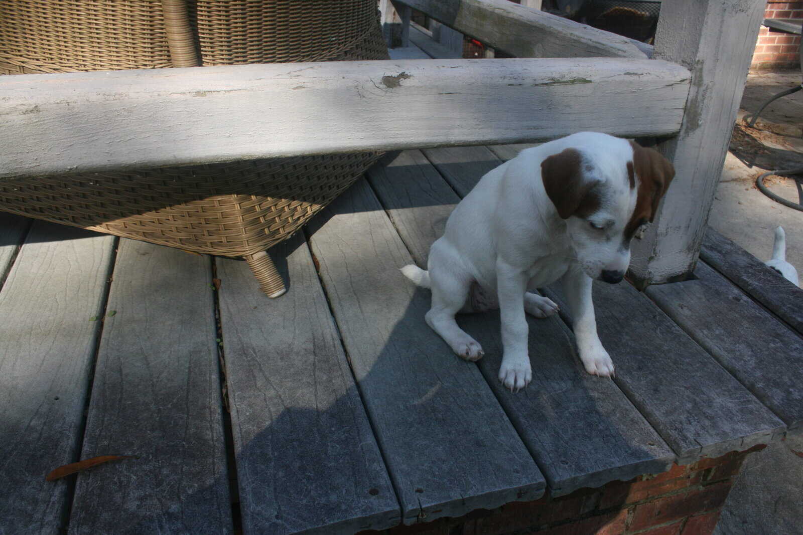 Jack Russell Terrier Puppies for sale image 13