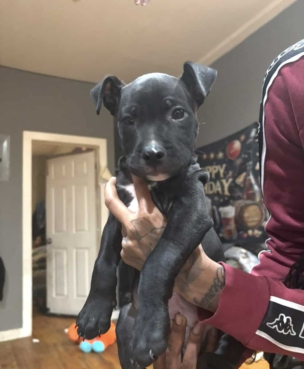 Pitbull image 2