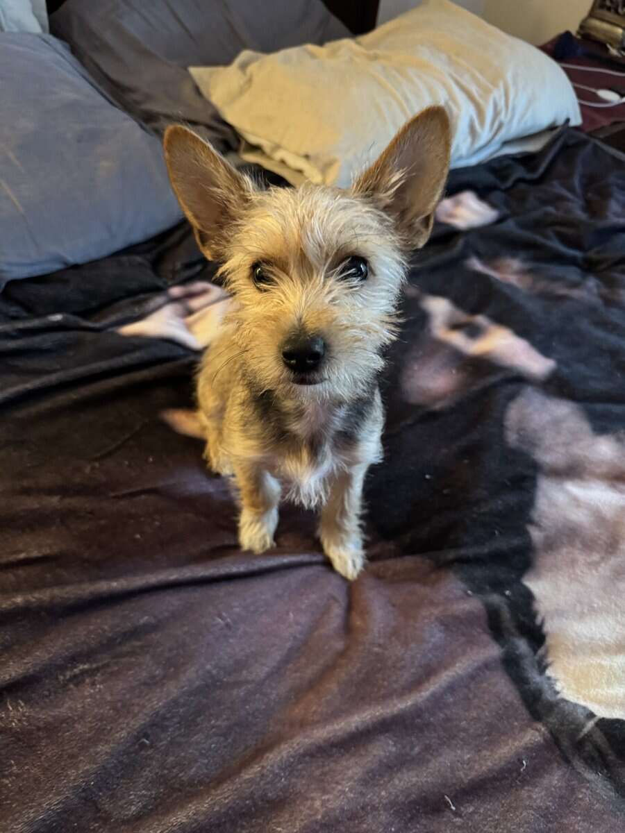 Chorkie male puppy image 5