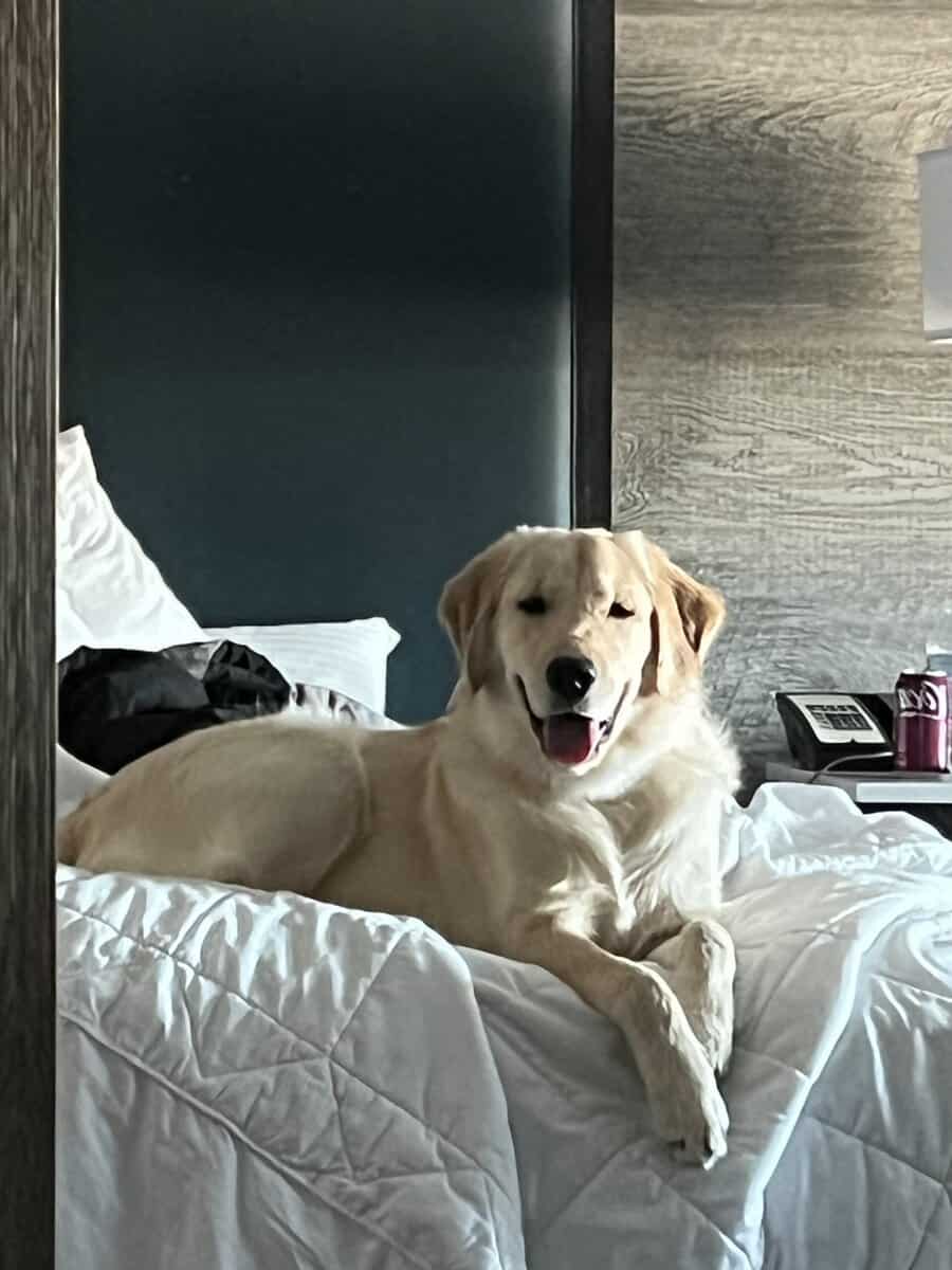 Rehoming golden retriever image 3