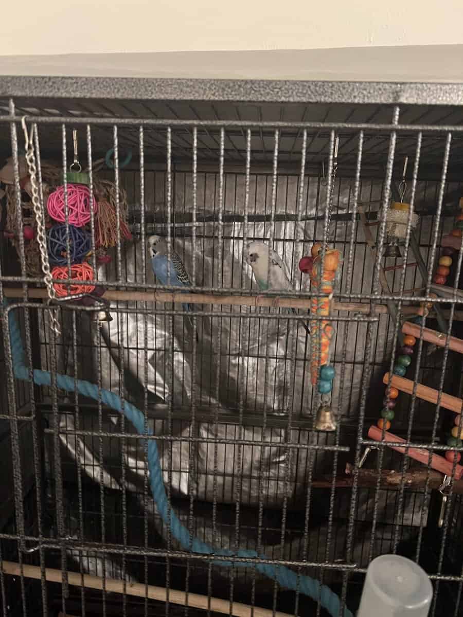 Two Parakeets for $75 plus cage and toys image 3