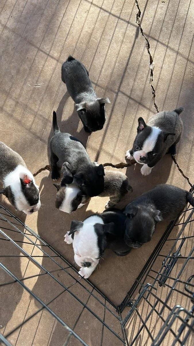 Bugg Puppies image 19