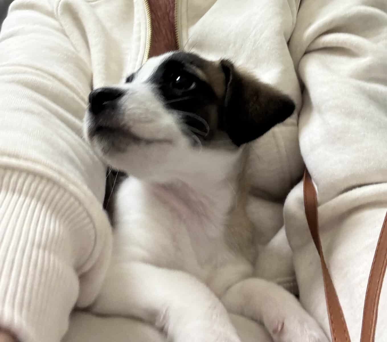 Free - Chihuahua mix nine week old puppy image 1