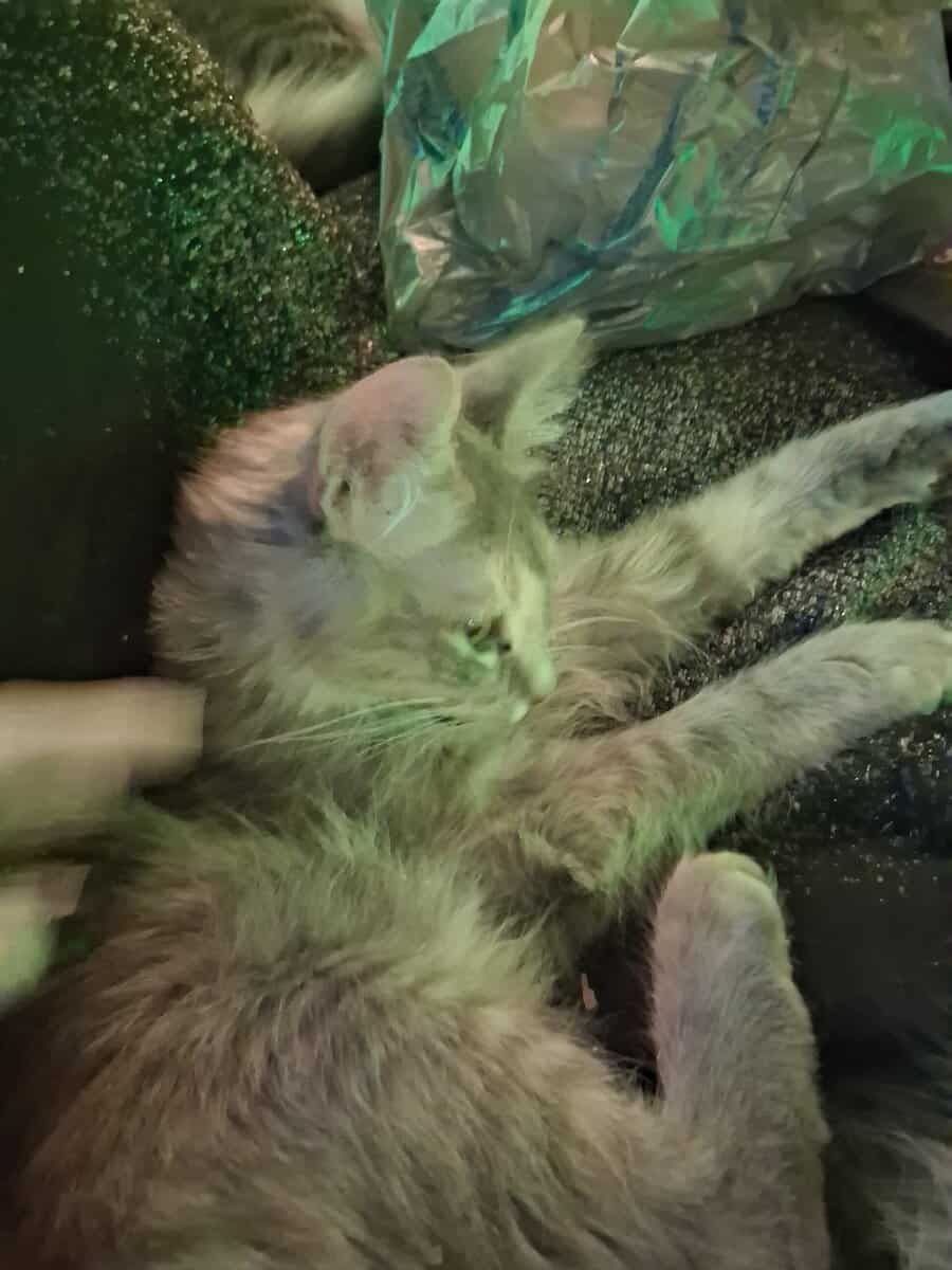Looking to give away 2 kittens for free image 6
