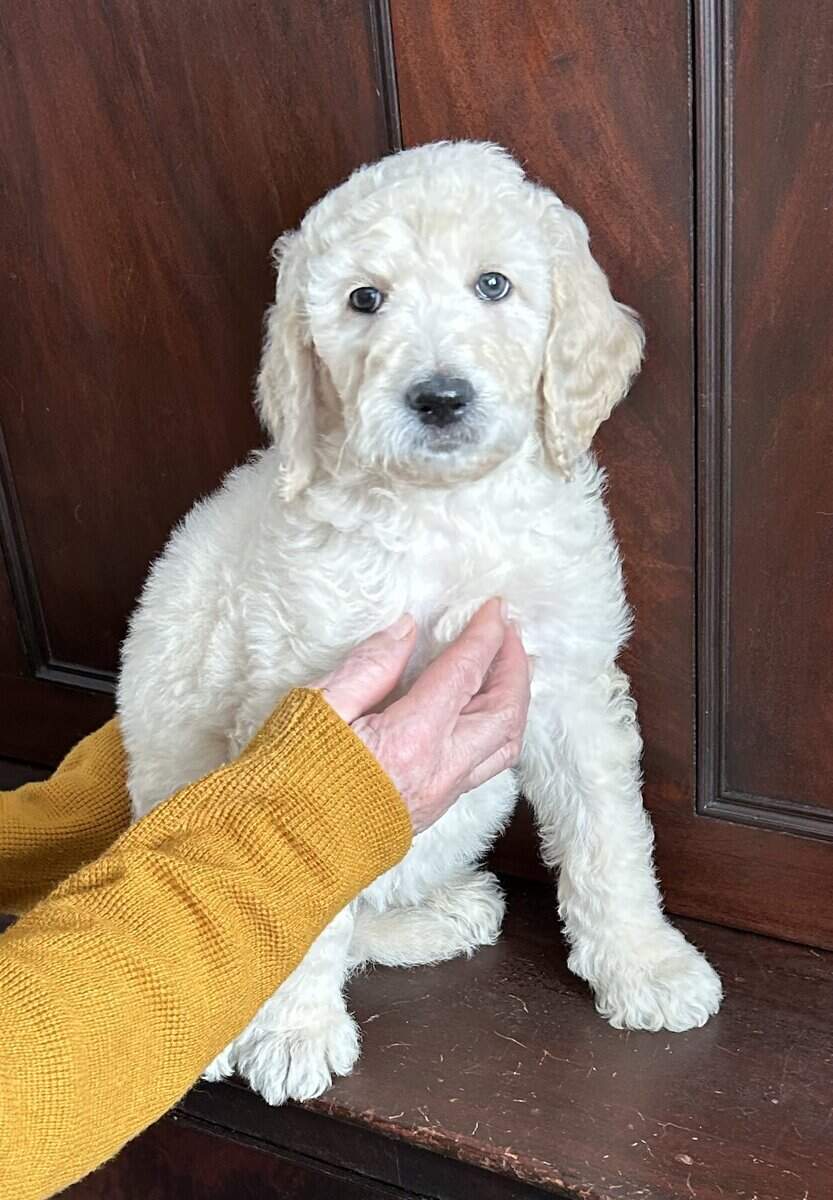 Beautiful Goldendoodle puppies image 7