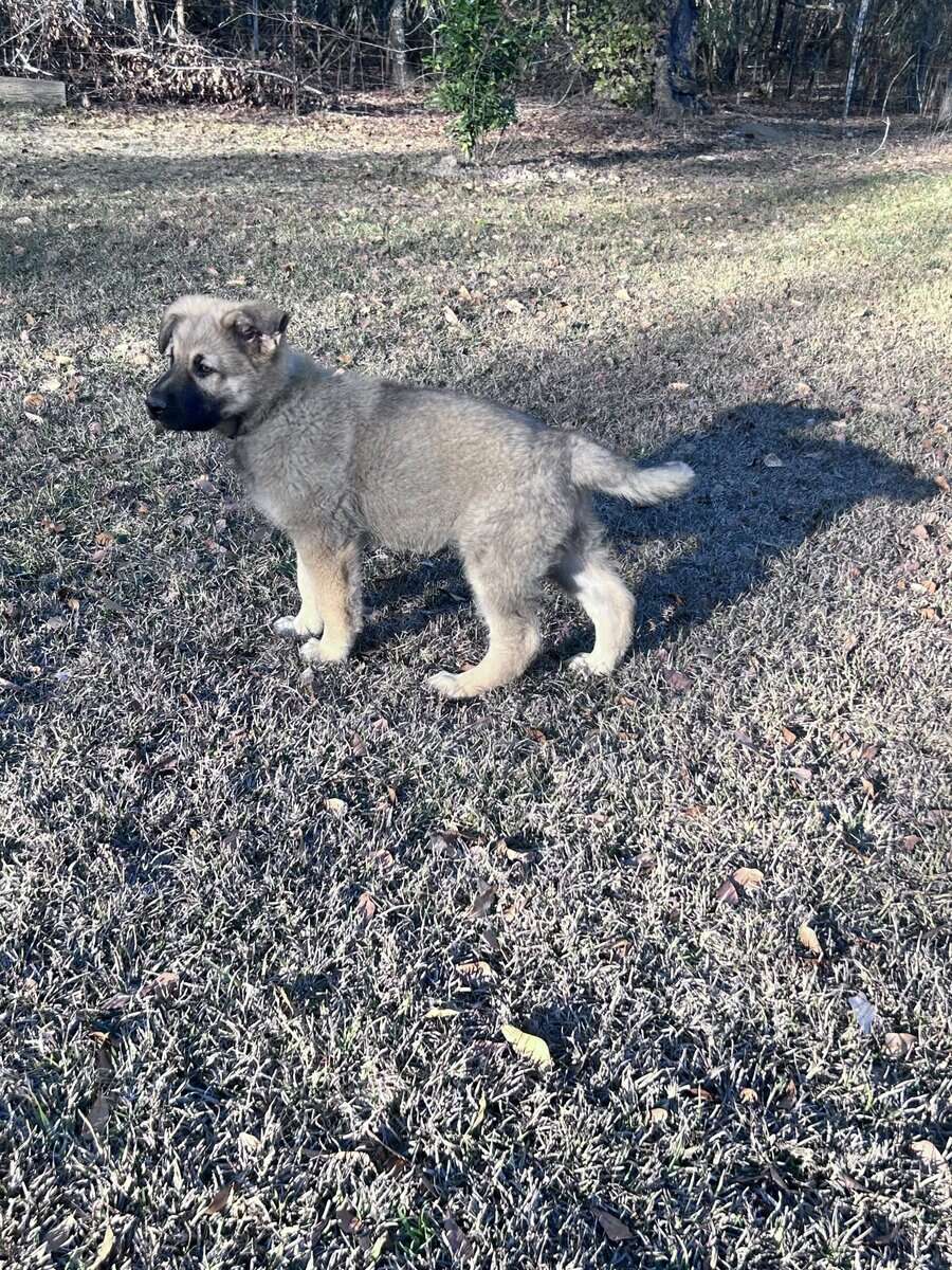 German Shepherd Puppies image 8