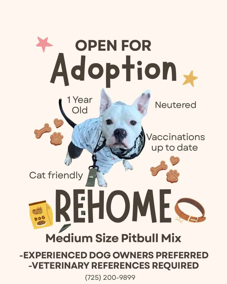 Adoption - Rehome image 2