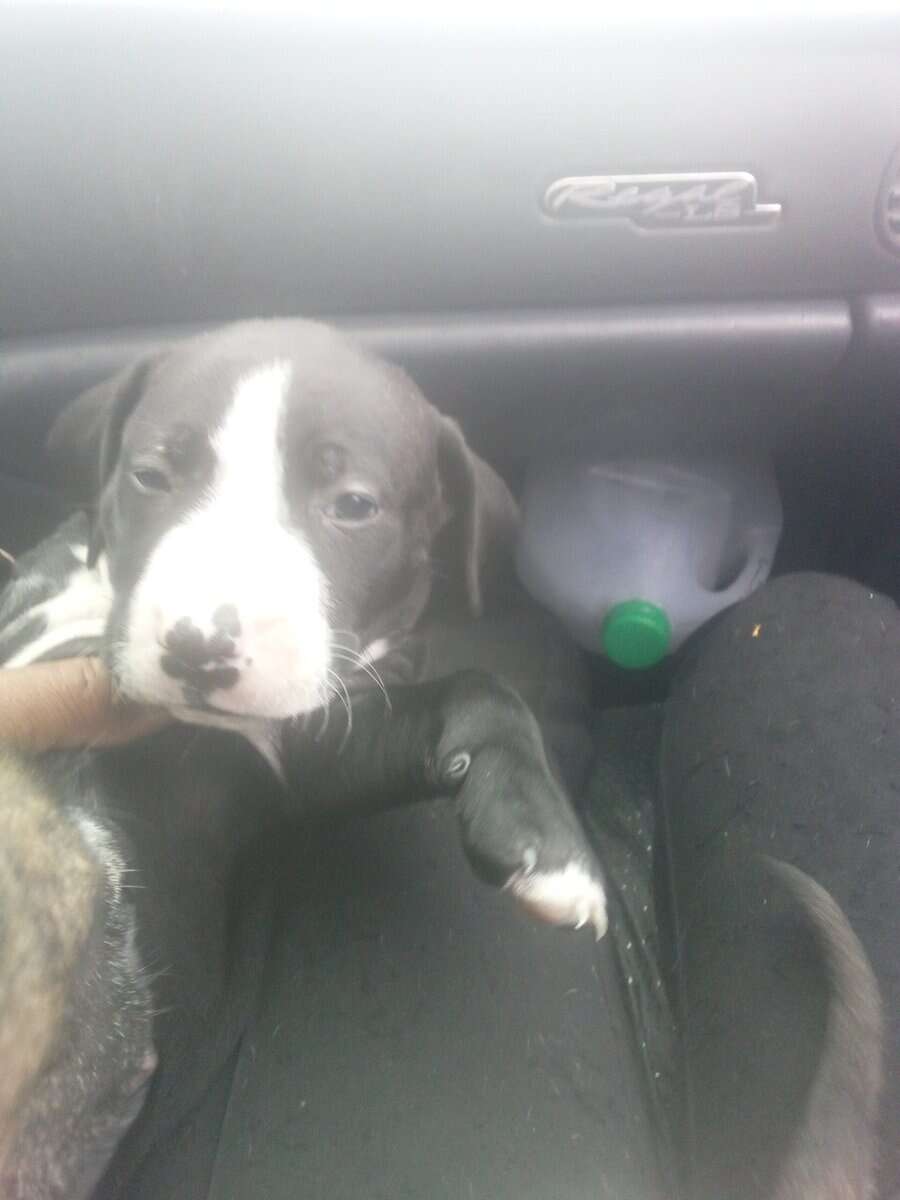 Pitbull puppies image 1