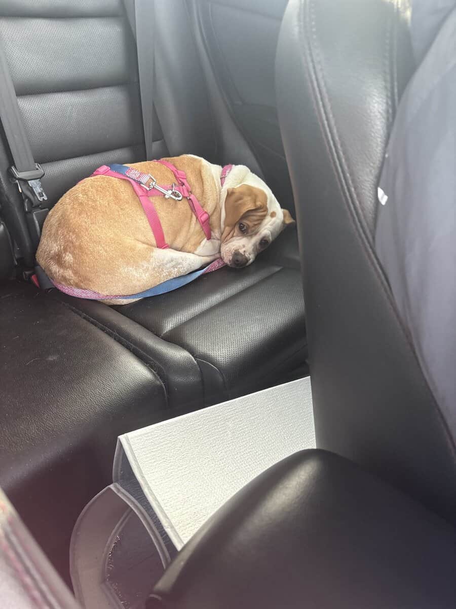 Beautiful, healthy and totally housebroken image 1