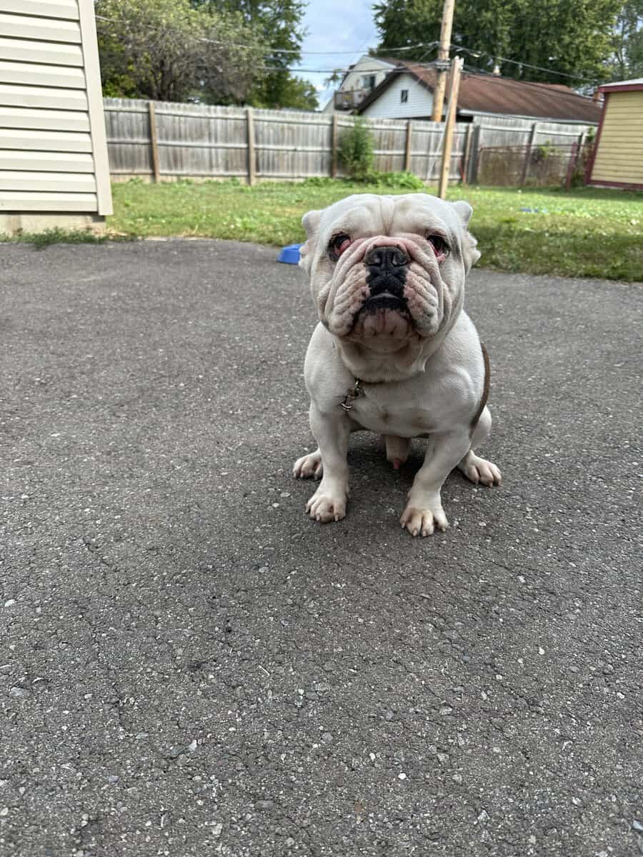 Frenchie and English bulldog mini image 2