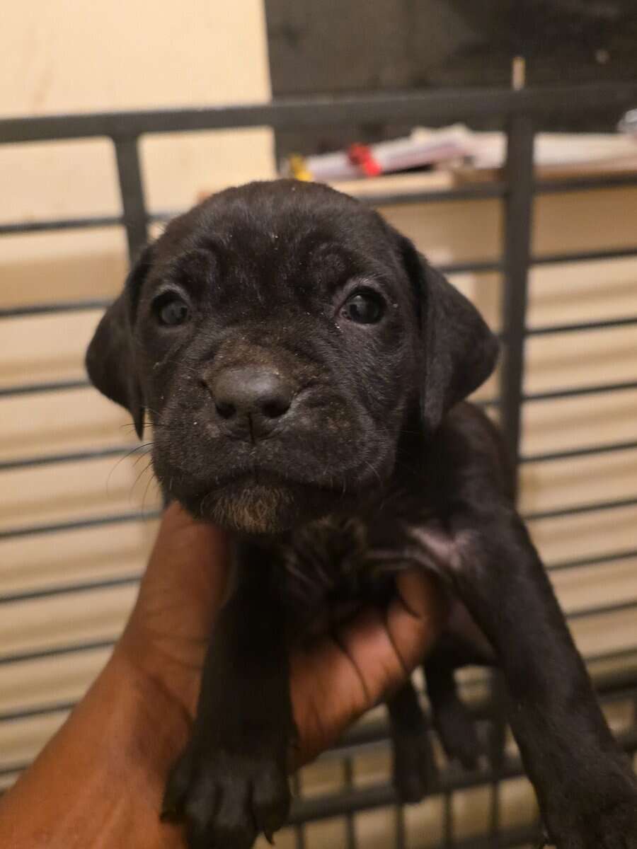 Cane corso puppies image 2
