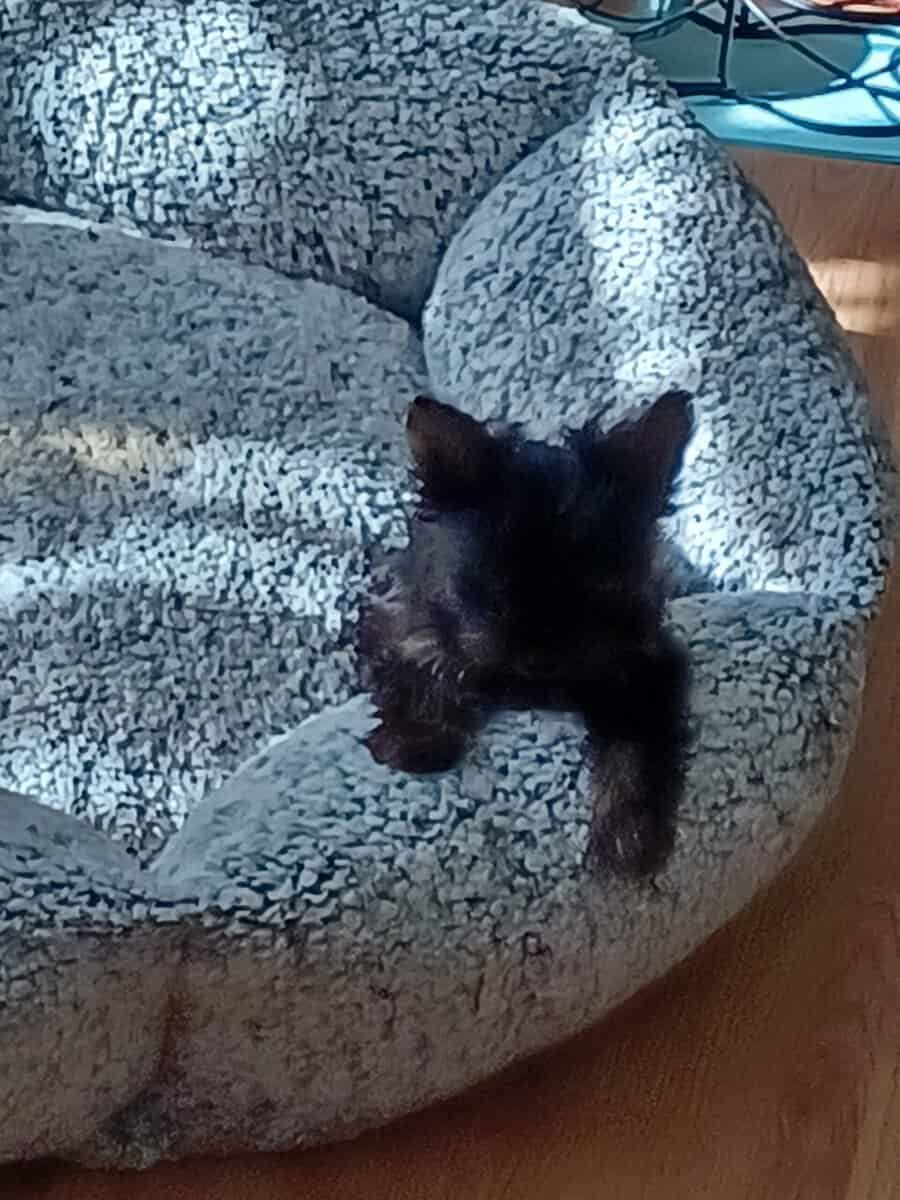 CKC REGISTERED TEACUP YORKSHIRE TERRIER (Girl) image 1