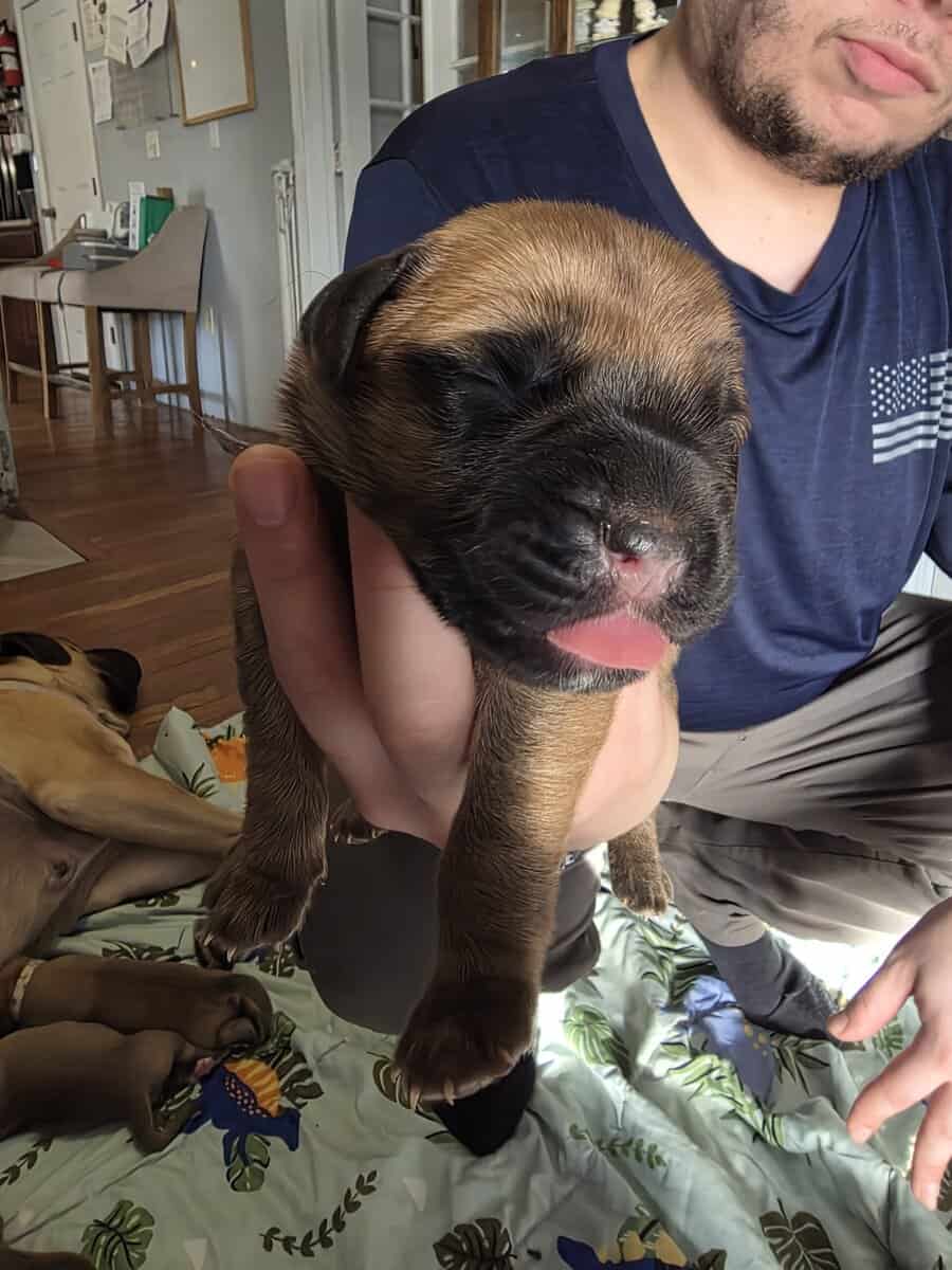 English mastiffs puppies for sale image 7